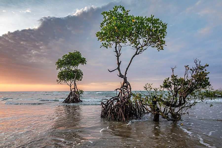 mangrove swamp 관련 이미지 (위키백과 대표 이미지)