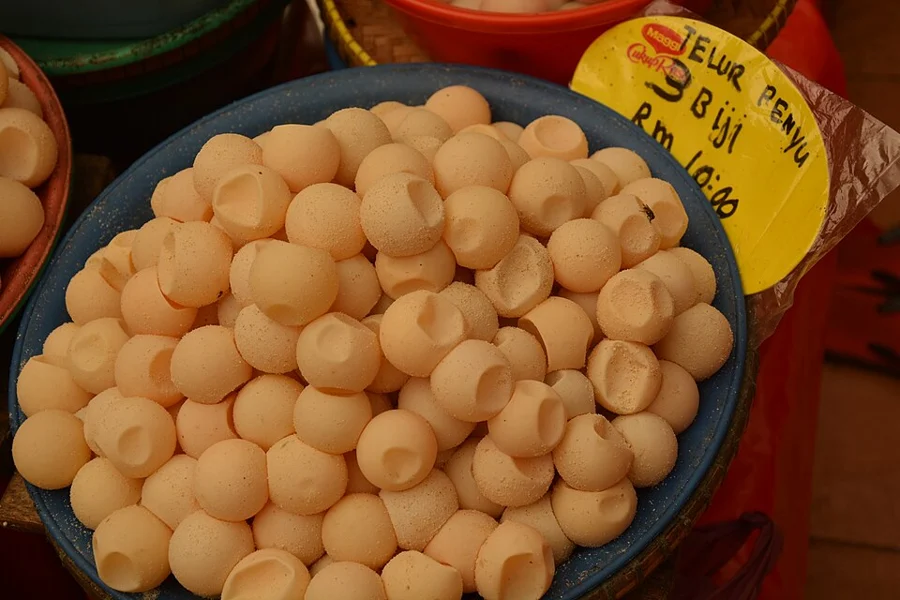 turtle egg 관련 이미지